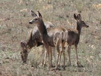 Deer in the meadows